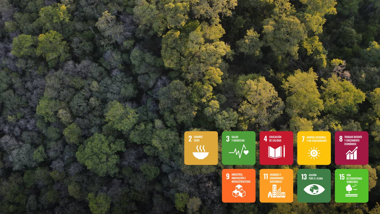 Proyecto Selva de Urundel REDD+ y Proyecto Genneia